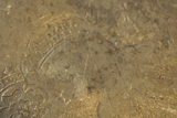 "Souvenier": "Zinn-Platte (datiert 1821), m.Inschr. + Bild St. Georg